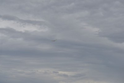 DSC_7426
