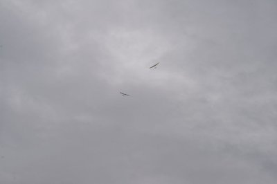DSC_7482